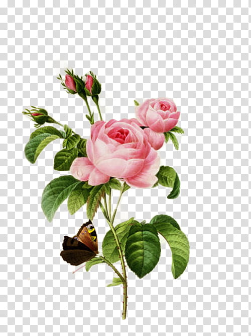 Pink Flowers, Choix Des Plus Belles Fleurs, Rose, Canvas, Engraving, Printing, Painting, Art Museum transparent background PNG clipart