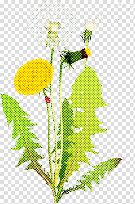 flower dandelion plant dandelion yellow, Pedicel, Mayweed, Perennial Sowthistle, Chamomile, Native Sowthistle, Leaf, Sow Thistles transparent background PNG clipart