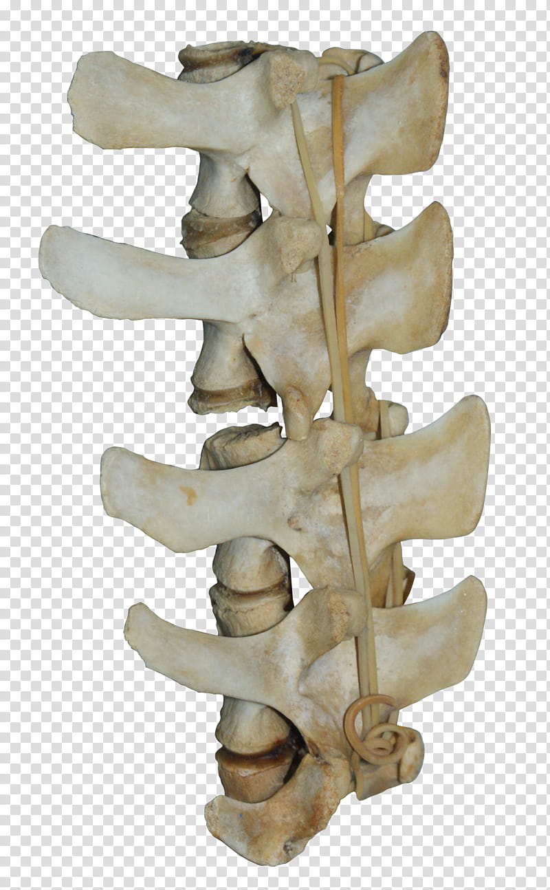 Vertebra, spinal cord transparent background PNG clipart