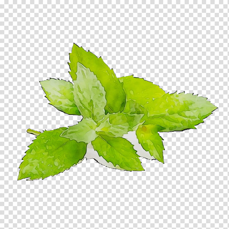 Mint Leaf, Herbalism, Plant, Flower, Stevia Rebaudiana, Peppermint, Spearmint transparent background PNG clipart