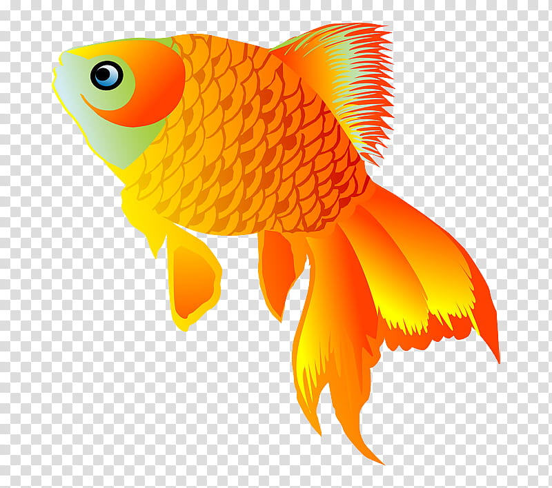Fish, Goldfish, Drawing, Animation, Aquarium, Cartoon, Orange, Pomacentridae transparent background PNG clipart