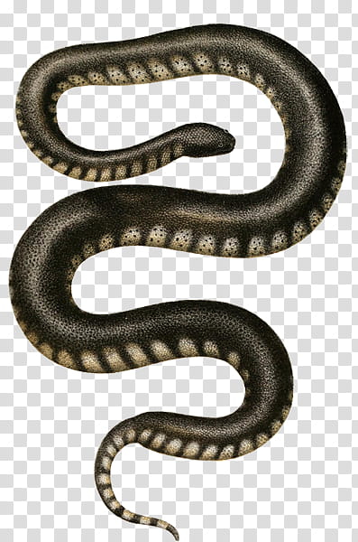 Animals and Plants, black snake illsutration transparent background PNG clipart
