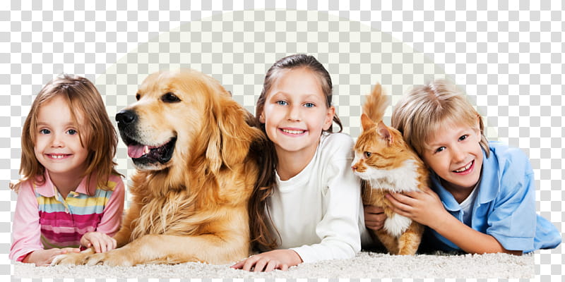 Golden Retriever, Cat, Dog, Pet, Family, Pet Shop, Veterinarian, Domestic Animal transparent background PNG clipart