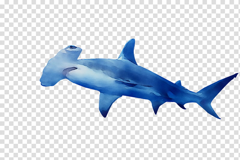 Great White Shark, Requiem Sharks, Scalloped Hammerhead, Great Hammerhead, Smalleye Hammerhead, Mackerel Sharks, Squaliform Sharks, Hammerhead Shark transparent background PNG clipart