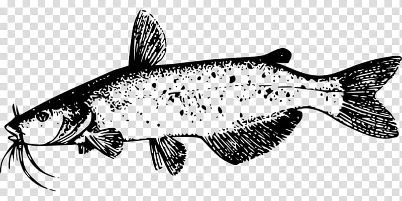 Fish, Catfish, Drawing, Blue Catfish, Brown Trout, Bonyfish transparent background PNG clipart