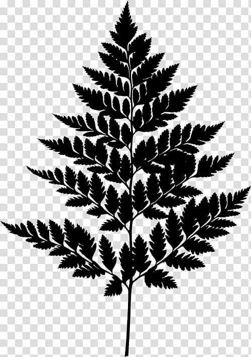 Black And White Flower, Black White M, Leaf, Plant, Tree, White Pine, Vascular Plant, Fern transparent background PNG clipart