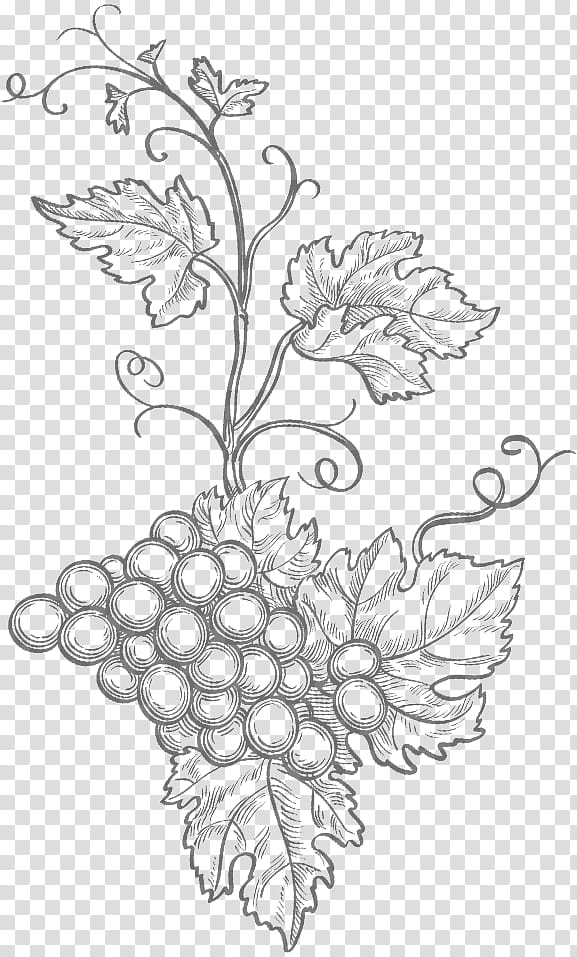 Black And White Flower, Floral Design, Black White M, Drawing, Cut Flowers, Leaf, Visual Arts, Petal transparent background PNG clipart