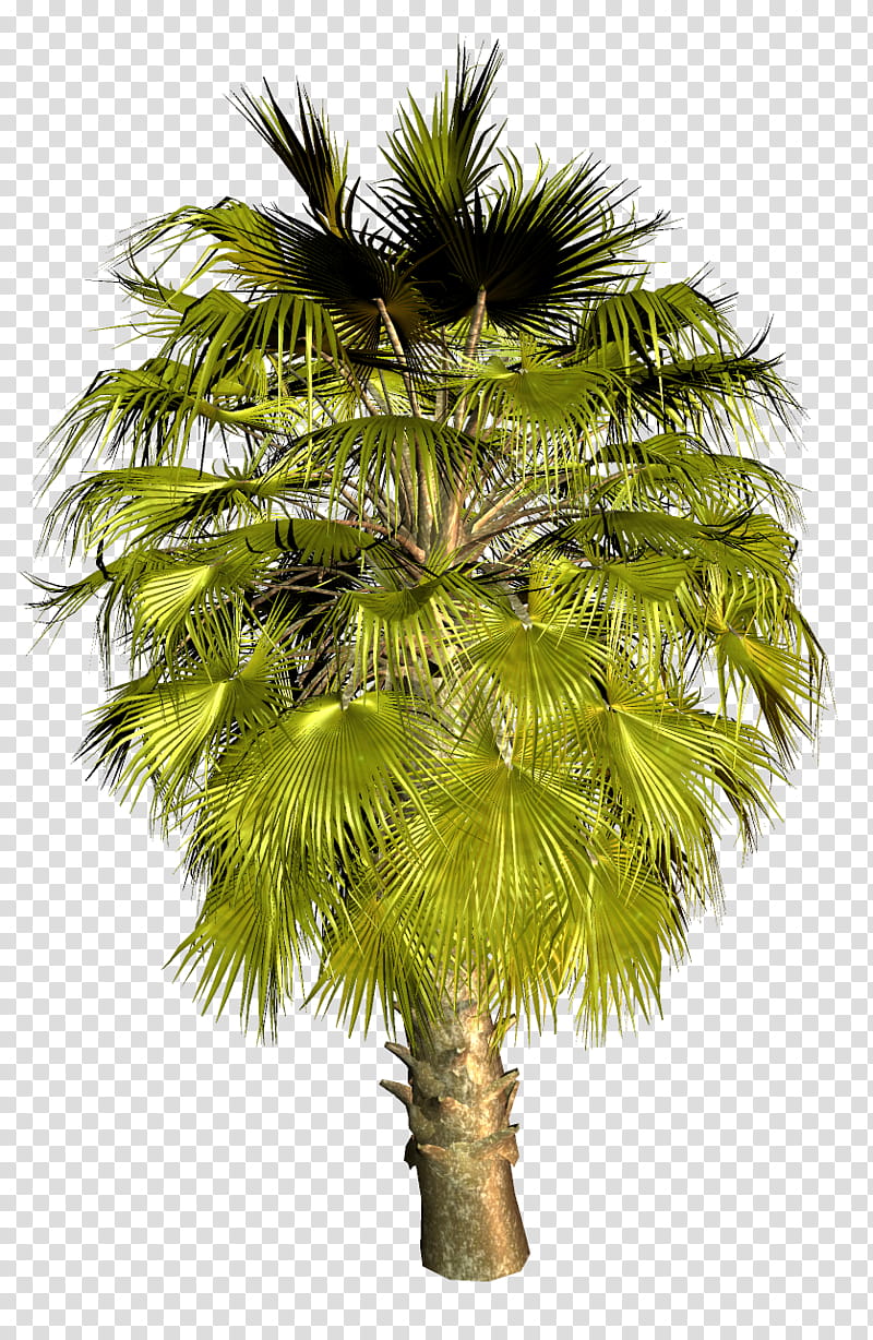 Palm Oil Tree, Asian Palmyra Palm, Palm Trees, Coconut, Babassu, Email, Date Palm, Oil Palms transparent background PNG clipart