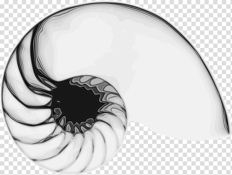 Eye, Nautiluses, Black White M, Chambered Nautilus, Blackandwhite transparent background PNG clipart