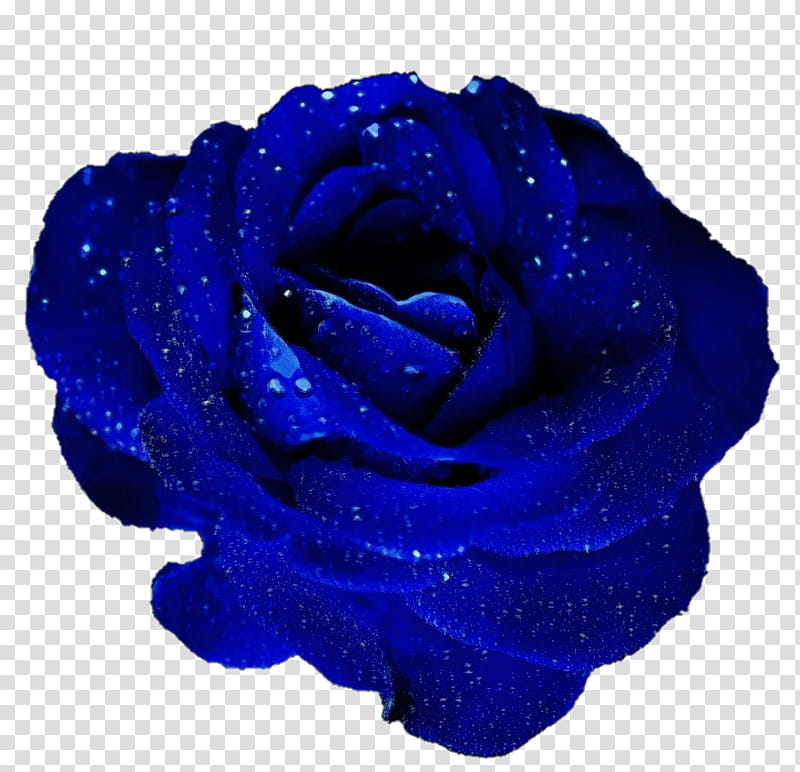 Flowers, Blue Rose, Garden Roses, Cut Flowers, Petal, Cobalt Blue, Rose Family, Plant transparent background PNG clipart