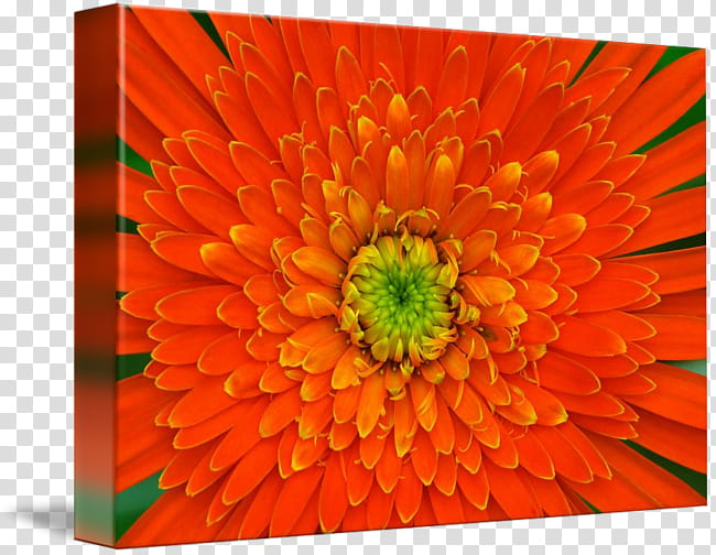 Marigold Flower, Gallery Wrap, Transvaal Daisy, Canvas, English Marigold, Chrysanthemum, Dahlia, Orange Sa transparent background PNG clipart