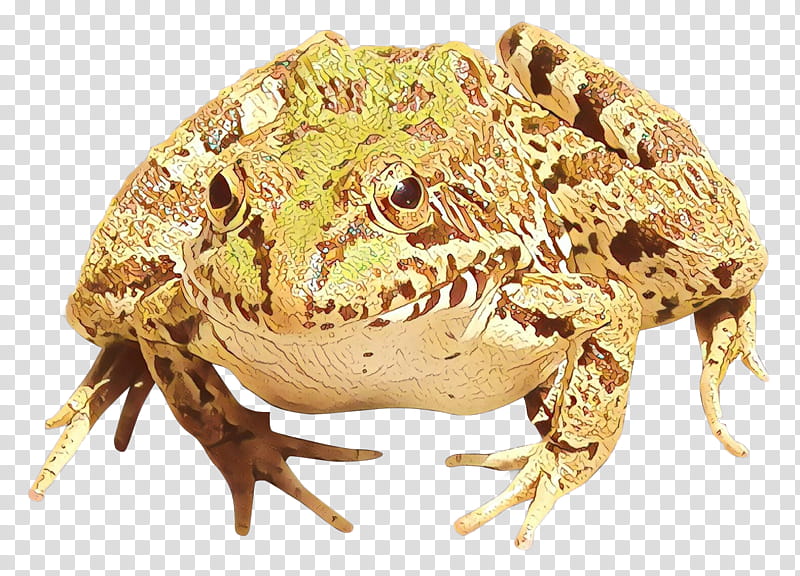 Frog, American Bullfrog, Edible Frog, True Frog, Amphibians, Toad, Tree Frog, Lithobates Clamitans transparent background PNG clipart