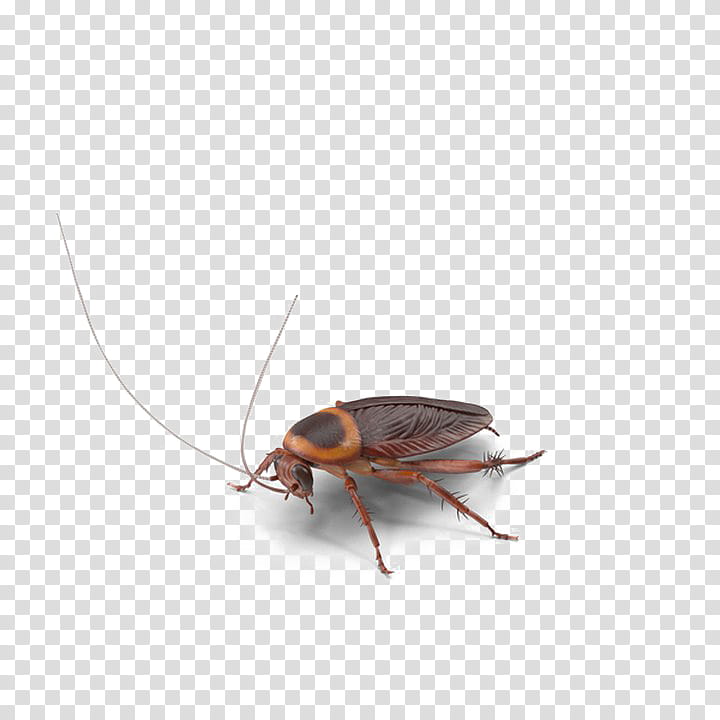 Cockroach, Insect, Word Search, Crossword, Alchemy, Oggy And The Cockroaches, Pest, Fly transparent background PNG clipart