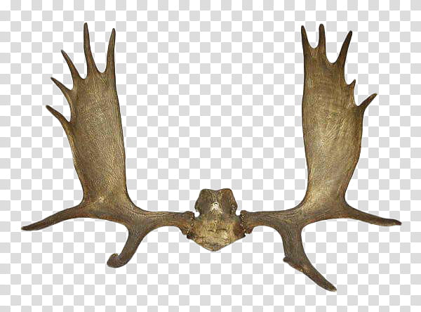 Skull, Deer, Antler, Elk, Horn, Reindeer, Whitetailed Deer, Alaska Moose transparent background PNG clipart