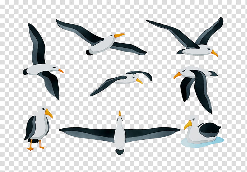 Penguin, Seabird, Beak, Gull, Great Blackbacked Gull, Wing transparent background PNG clipart