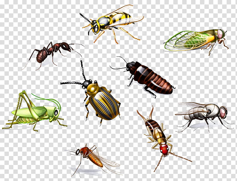 Cartoon Bee, Insect, Ant, Cockroach, Pest, Mosquito, Social Insects, Fly transparent background PNG clipart