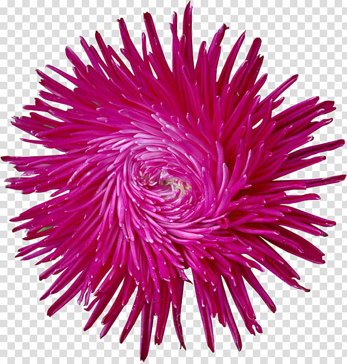 Pink Flower, Aster, Plants, Callistephus Chinensis, Cut Flowers, Floriculture, Chrysanthemum, Fine Arts transparent background PNG clipart