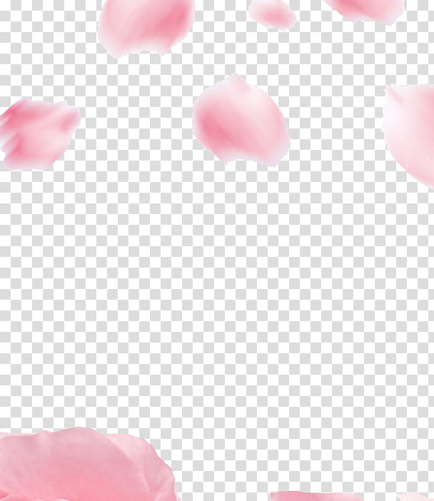 Pink Flower, Garden Roses, Petal, Animation, Adobe After Effects, Leaf, Rose Family, Heart transparent background PNG clipart