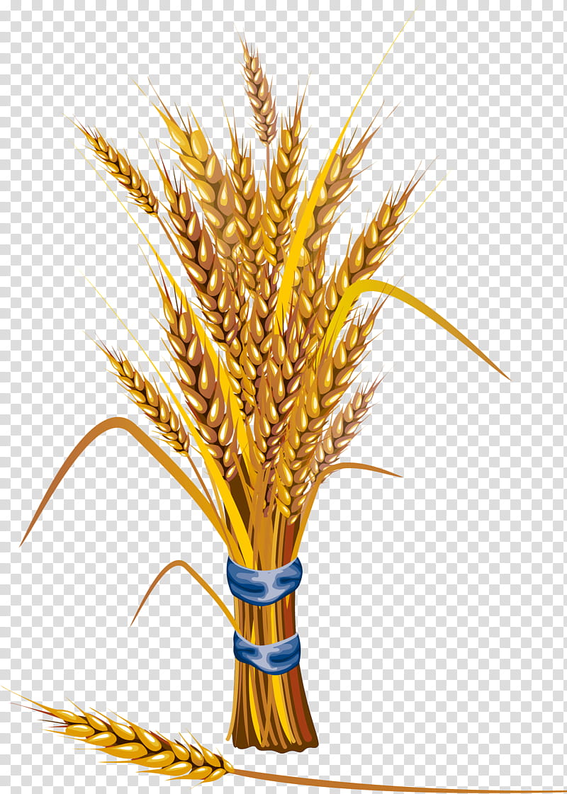 Wheat, Grass Family, Plant, Food Grain transparent background clipart HiClipart