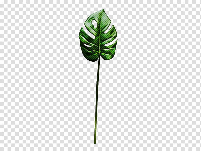 jack-in-the-pulpit leaf green plant tree, Jackinthepulpit, Monstera Deliciosa, Plant Stem, Flower, Anthurium, Arum Family, Vascular Plant transparent background PNG clipart