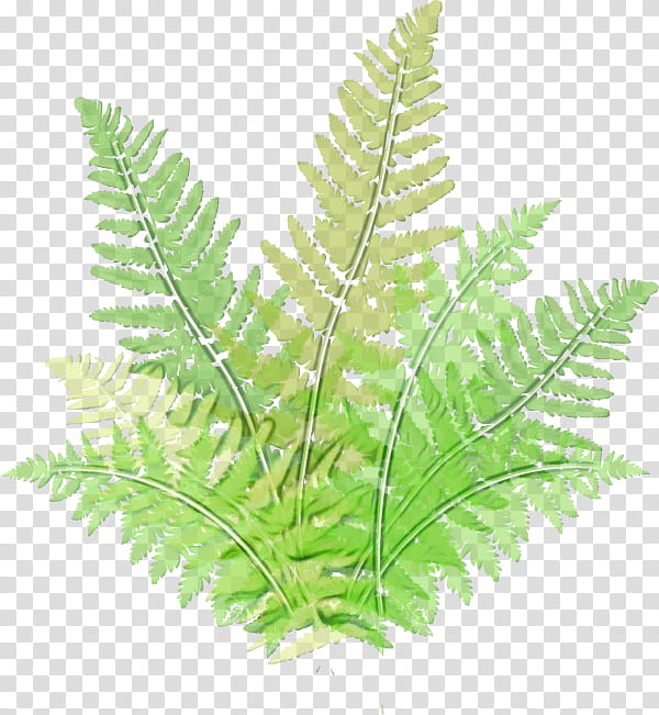 Watercolor Flower, Paint, Wet Ink, Ostrich Fern, Plants, Leaf, Botany, Vascular Plant transparent background PNG clipart