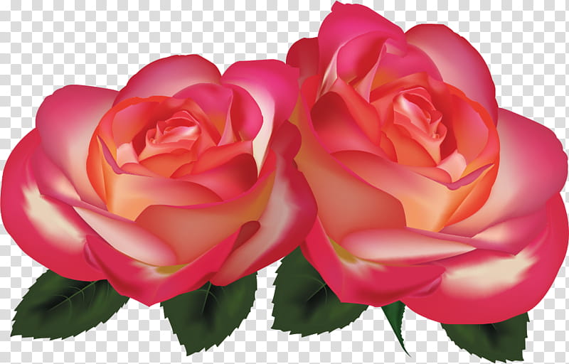 two flowers two roses valentines day, Garden Roses, Petal, Pink, Hybrid Tea Rose, Floribunda, Rose Family, Julia Child Rose transparent background PNG clipart