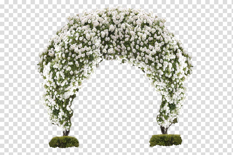 Rose arbor free to use, white petaled flower transparent background PNG clipart