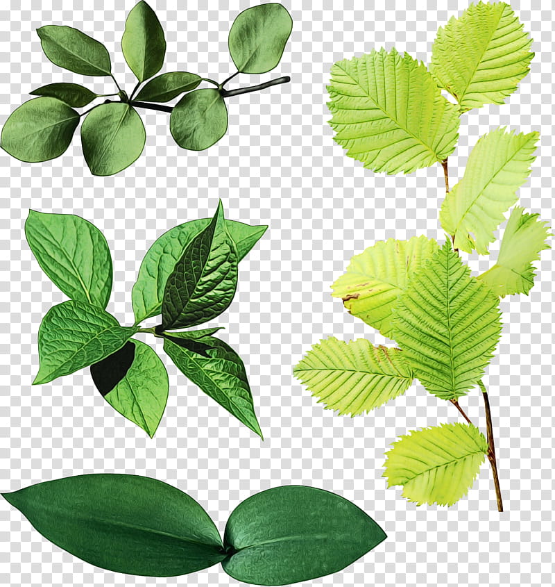 Birch Tree, Herbalism, Branching, Leaf, Plant, Flower, Swamp Birch, Beech transparent background PNG clipart