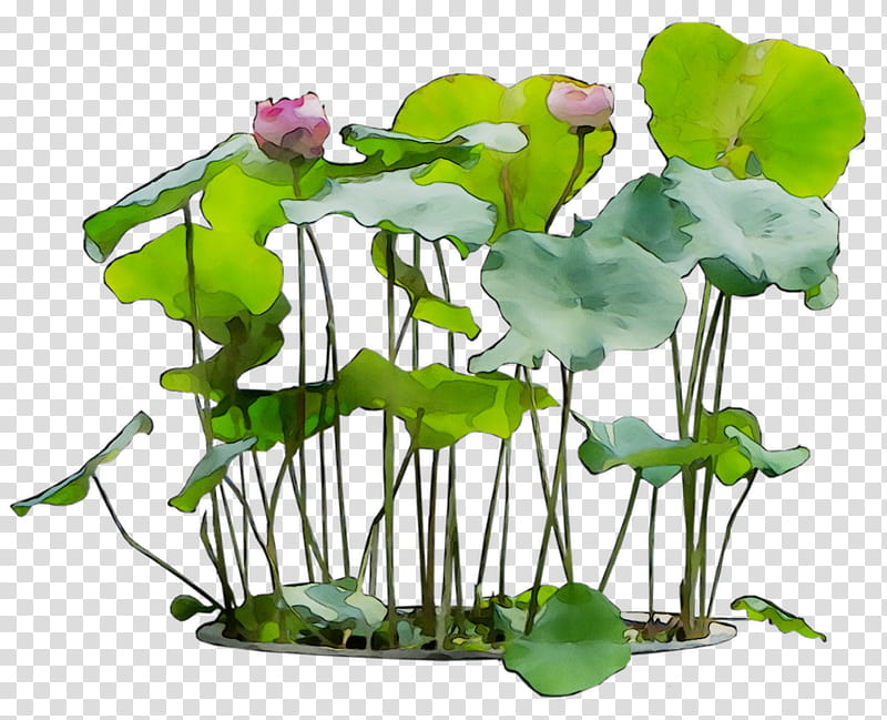 Lily Flower, Sacred Lotus, Floral Design, Plants, Ornamental Plant, Garden Croton, Petal, Plant Stem transparent background PNG clipart