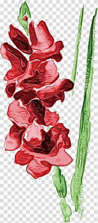 flower gladiolus plant cut flowers tulip, Drawing Flower, Watercolor Flower, Floral Drawing, Paint, Wet Ink, Petal, Anthurium transparent background PNG clipart