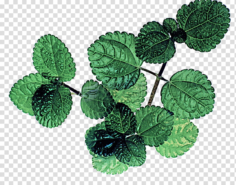 leaf plant green flower mint, Flowering Plant, Apple Mint, Herb, Peppermint, Spearmint transparent background PNG clipart