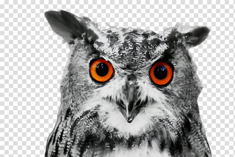 owl bird bird of prey eastern screech owl western screech owl, Watercolor, Paint, Wet Ink, Closeup, Snout, Wildlife, Beak transparent background PNG clipart