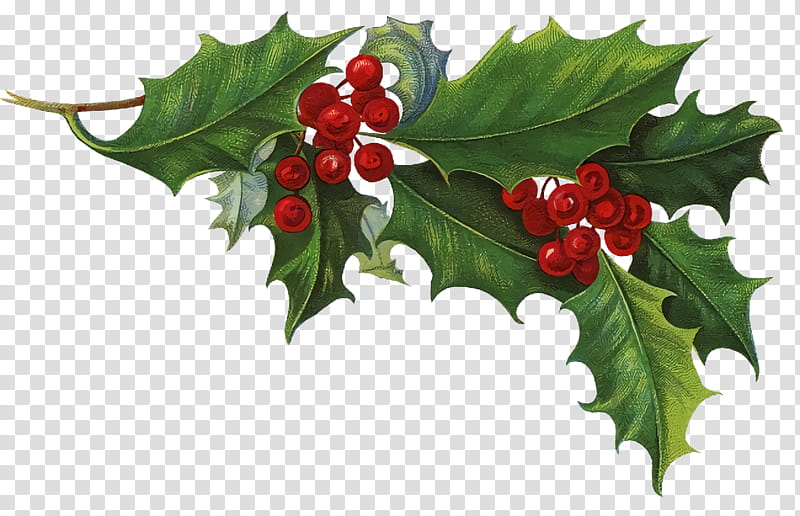 christmas holly Ilex holly, Christmas , Plant, Flower, American Holly, Red, Leaf, Chinese Hawthorn transparent background PNG clipart