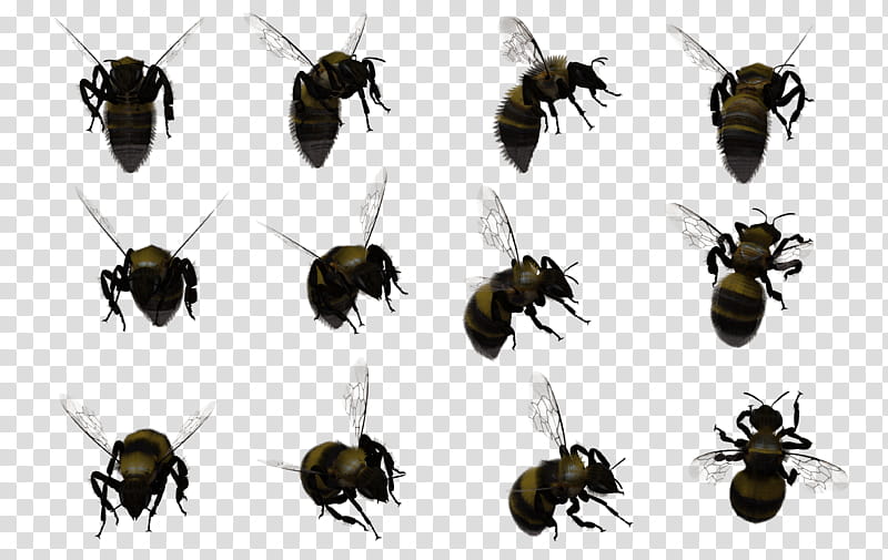 Bumble Bee Set , black bee illustrations transparent background PNG clipart