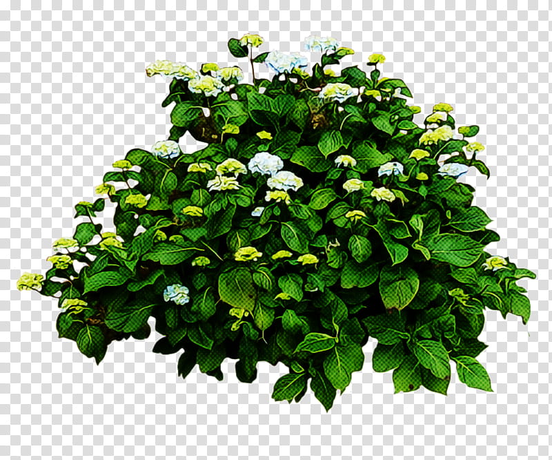 Tea Tree, Shrub, French Hydrangea, Panicled Hydrangea, Judastree, Plants, Oakleaf Hydrangea, Climbing Hydrangea transparent background PNG clipart
