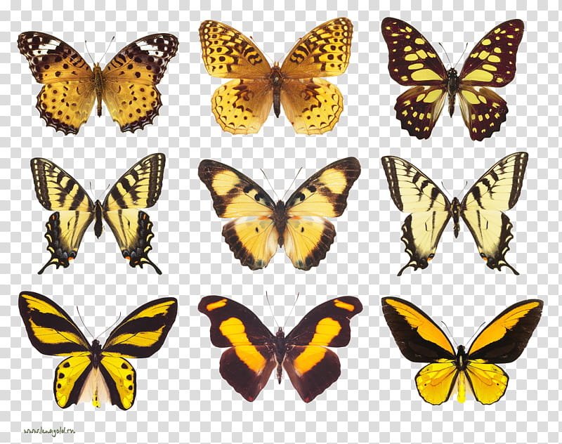 Monarch Butterfly Drawing, Insect, Brushfooted Butterflies, Moth, Butterfly Moth, Gossamerwinged Butterflies, Liphyra Brassolis, Lepidoptera transparent background PNG clipart