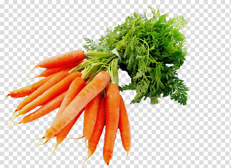carrot vegetable food root vegetable plant, Watercolor, Paint, Wet Ink, Leaf Vegetable, Baby Carrot, Ingredient, Wild Carrot transparent background PNG clipart