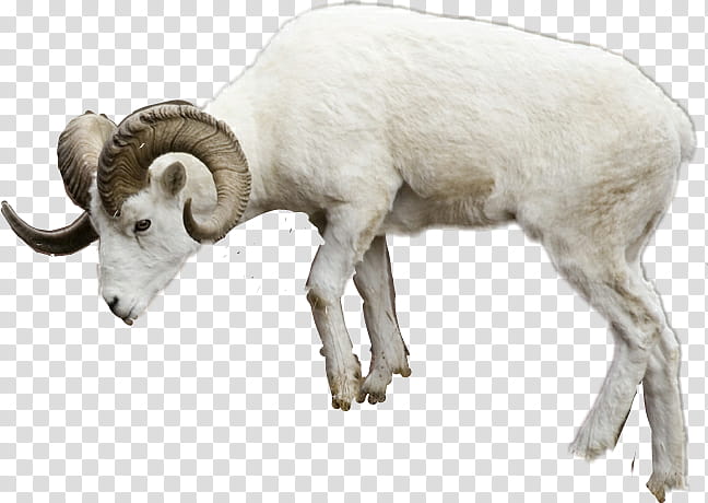 Goat, Bighorn Sheep, Merino, Shorthorn, Poll Merino, Argali, Live, Sticker transparent background PNG clipart