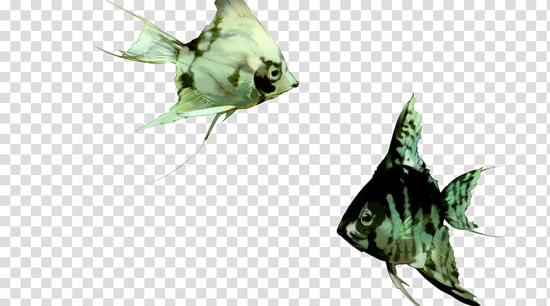 Gracias watch , two gray saltwater angel fish transparent background PNG clipart
