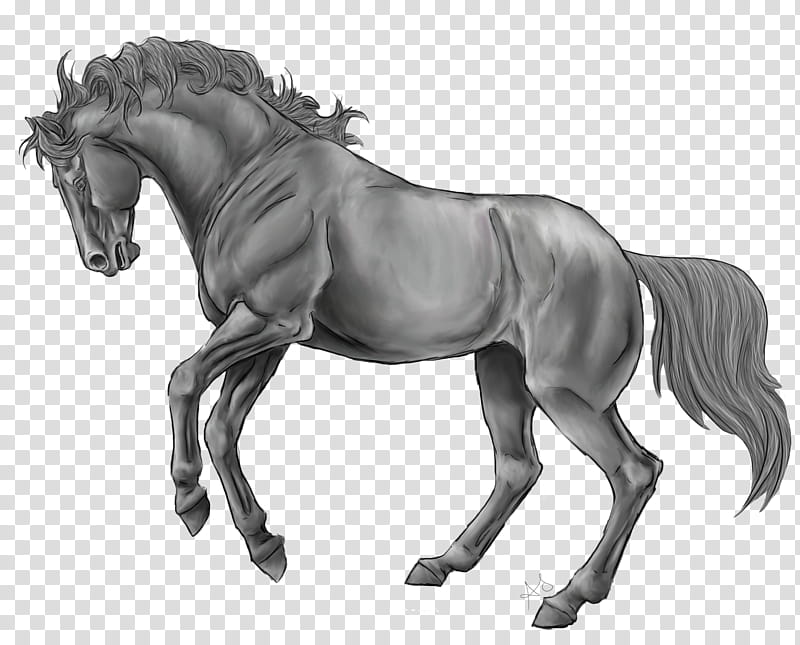 Rearing Horse Line Art, gray horse illustration transparent background PNG clipart