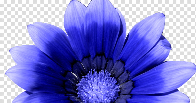 Purple Watercolor Flower, Painting, Watercolor Painting, Blue Rose, Petal, Violet, Plant, African Daisy transparent background PNG clipart