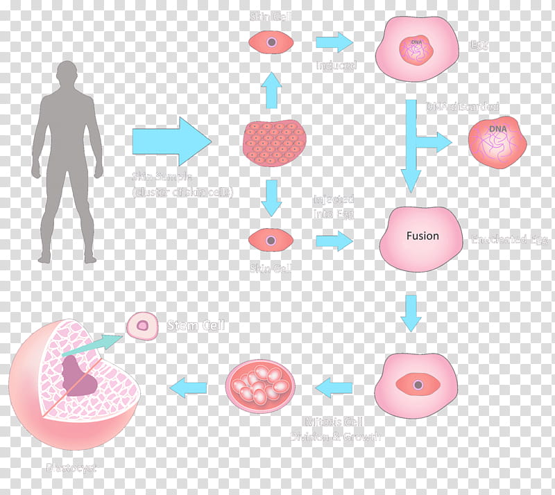 Stem Cell Pink, Embryonic Stem Cell, Stemcell Therapy, Inner Cell Mass, Stemcell Line, Blastocyst, Pluripotency, Induced Pluripotent Stem Cell transparent background PNG clipart