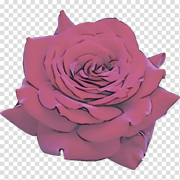 Garden roses, Pink, Flower, Petal, Hybrid Tea Rose, Purple, Rose Family, Violet transparent background PNG clipart