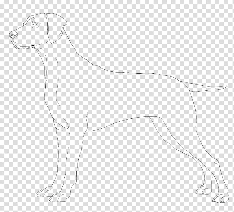 German Short Haired Pointer Line Art, dog sketch transparent background PNG clipart