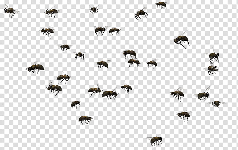flying bee png