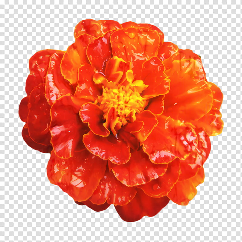 Flower Pot Drawing, Marigold, Blossom, Bloom, Flora, Orange, Watercolor Painting, Cut Flowers transparent background PNG clipart
