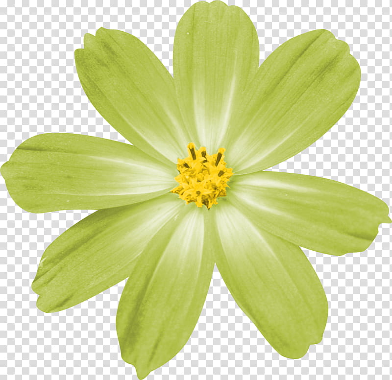 Smile Scrap Kit Freebie, green daisy flower illustration transparent background PNG clipart