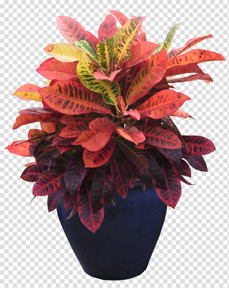 Flowers, Grow Light, Houseplant, Flowerpot, Plants, Cactus, Succulent Plant, Fullspectrum Light transparent background PNG clipart