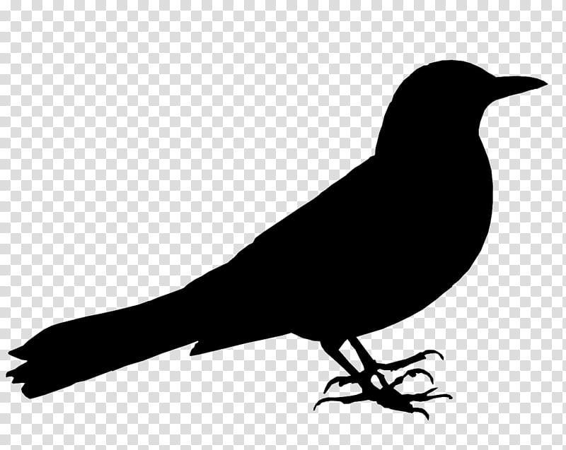 Bird Silhouette, American Crow, Philosophy, Sociology, Doctor, Psychosociology, Landscape, Sociologist transparent background PNG clipart