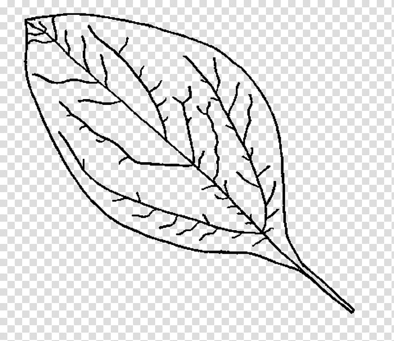 Black And White Flower, Coloring Book, Enchanted Forest, Autumn, Leaf, Adult Coloring Book Stress Relieving Patterns, Autumn Leaf Color, Autumn Leaves transparent background PNG clipart